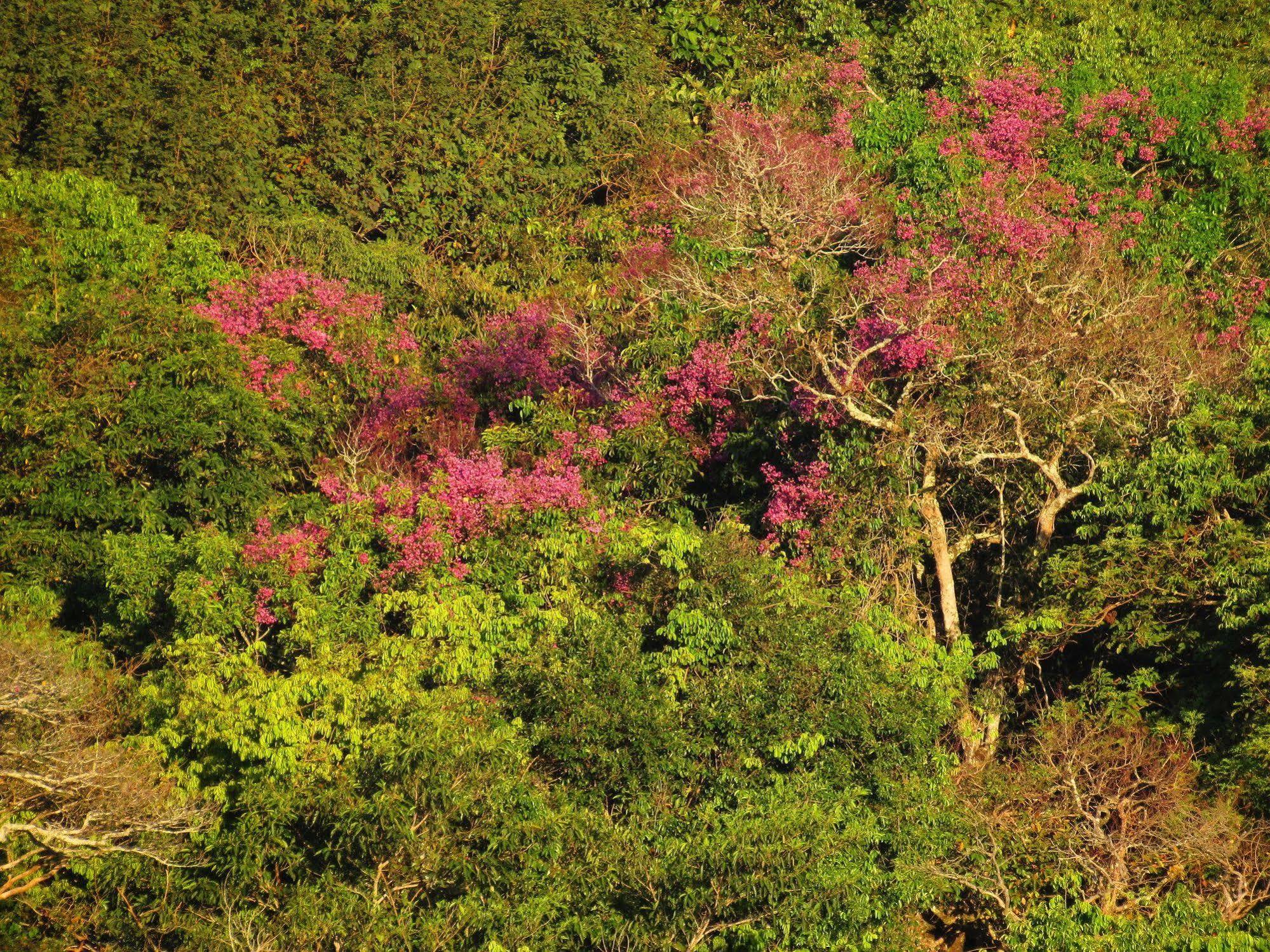 Cantos da Mata Chapada dos Guimaraes Luaran gambar